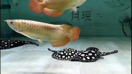 家庭養(yǎng)龍魚(yú)好嗎 龍魚(yú)百科