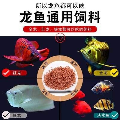 龍魚吃飼料利弊分析圖 龍魚百科