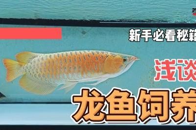 龍魚的飼養(yǎng)條件和要求是什么