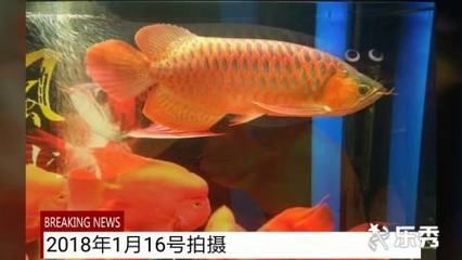 紅龍魚一年長(zhǎng)多大 龍魚百科