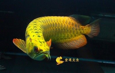 龍魚的品相怎么衡量好壞呢 龍魚百科