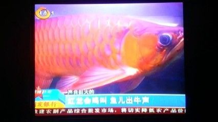 紅龍魚龍吟咋回事