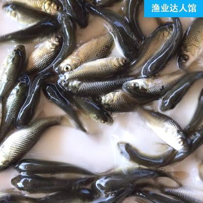 龍魚吃凍蝦和小活魚哪個好些