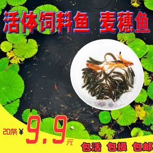 紅龍魚吃泥鰍還是麥穗魚好 龍魚百科