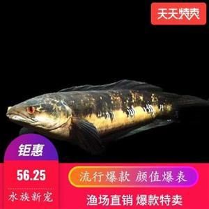 龍魚不活躍怎么回事兒 龍魚百科