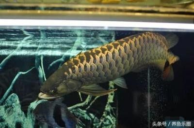 龍魚多少度合適養(yǎng)魚呢 龍魚百科