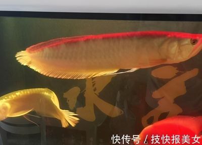 龍魚炒作