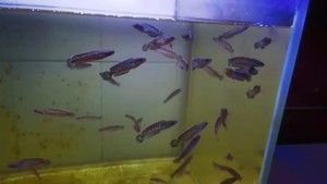 5cm雷龍魚苗子喂食 龍魚百科