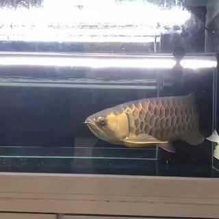 金龍魚大魚價格表 龍魚百科