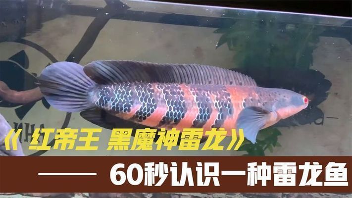 紅帝王雷龍魚怎么區(qū)分公母圖解大全