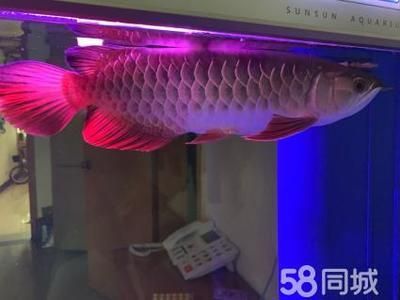 家養(yǎng)金龍魚有什么作用 龍魚百科