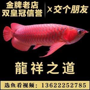 紅龍喂活魚注意事項有哪些 龍魚百科