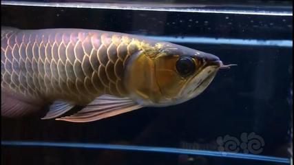 古典藍(lán)底金龍魚