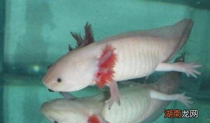 龍魚吃魚肉嗎會(huì)死嗎為什么