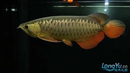 紅金龍魚(yú)為什么那么貴 龍魚(yú)百科