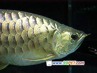 金色金龍魚價(jià)格多少錢一只 龍魚百科