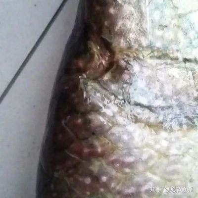 龍魚暴斃原因有哪些方面的問題和建議 龍魚百科