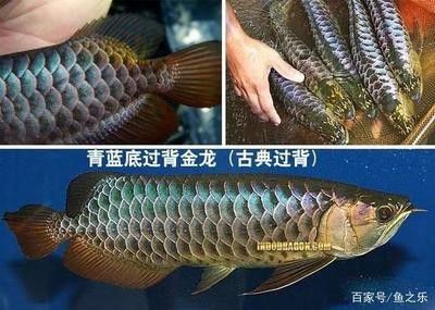 龍魚底色深的發(fā)色好看嗎 龍魚百科