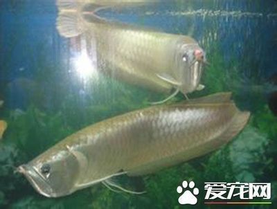 龍魚都有哪些品種與種類有關