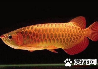 龍魚不吃食是什么原因怎么辦呢 龍魚百科