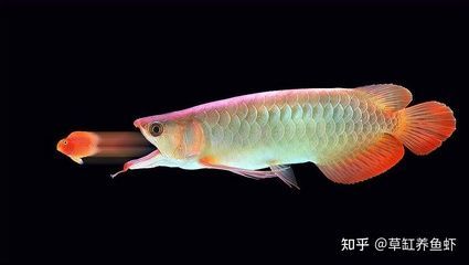 龍魚產(chǎn)卵是什么樣子 龍魚百科