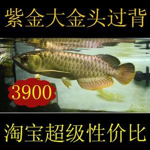 金龍魚配幾條虎魚