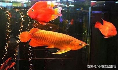 紅龍魚喂食注意事項