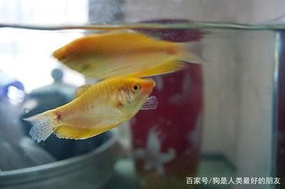 龍魚(yú)多少度水溫最好養(yǎng)活 龍魚(yú)百科