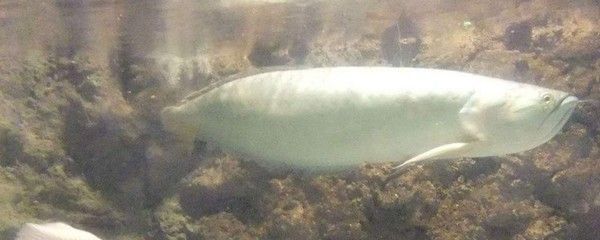 40厘米銀龍魚喂食量多少合適 龍魚百科