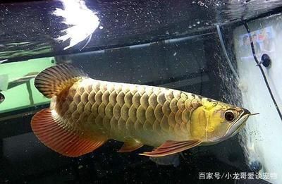 龍魚的適宜水溫是多少度 龍魚百科