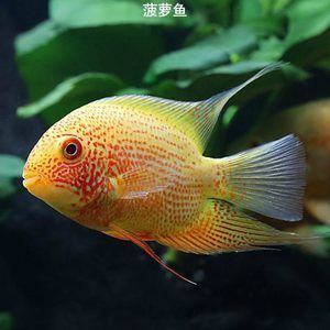 紅色的龍魚配魚好嗎 龍魚百科