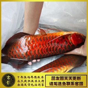 紅龍魚還是金龍魚好 龍魚百科