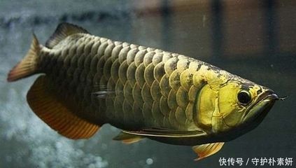 龍魚吃食不猛怎么辦