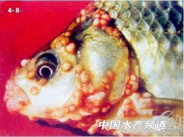 龍魚常見寄生蟲 龍魚百科