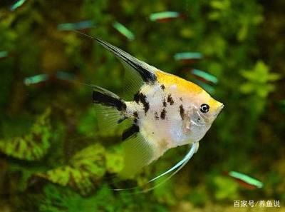 龍魚不愛動不吃東西怎么回事兒 龍魚百科