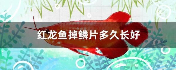 紅龍魚身上發(fā)白怎么了 龍魚百科