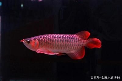 紅龍魚(yú)養(yǎng)多久成年魚(yú) 龍魚(yú)百科