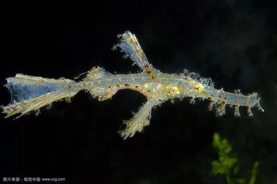 觀賞海龍魚 龍魚百科