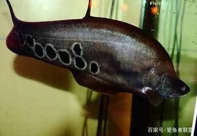 7星刀魚(yú)能和銀龍魚(yú)一起養(yǎng)嗎 龍魚(yú)百科