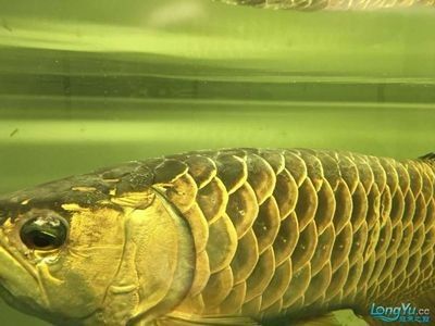 龍魚掉眼手術(shù)要多少錢 龍魚百科