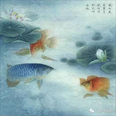 紅色龍魚畫適合掛在哪里呢 龍魚百科