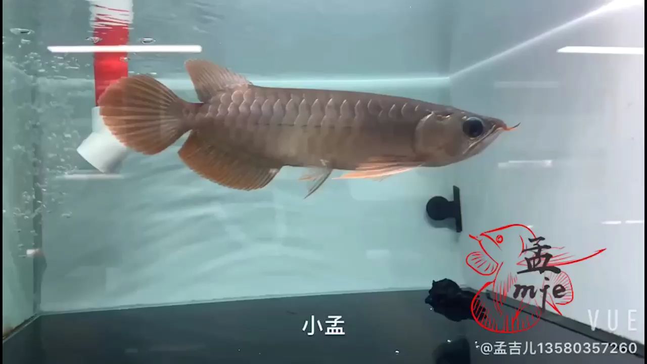 孟吉爾-小孟，重色個體 觀賞魚論壇