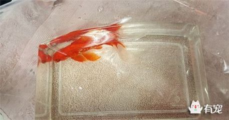 紅龍魚可以喂牛心嗎 龍魚百科