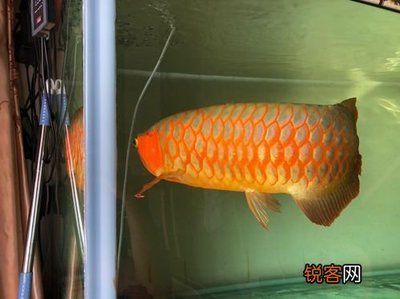 龍魚(yú)不能跟什么魚(yú)一起養(yǎng)