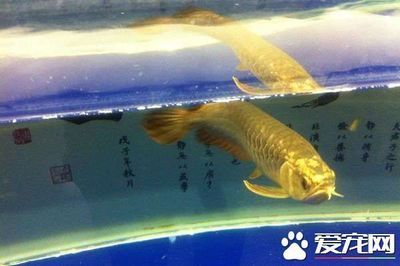 龍魚吃的小魚叫什么 龍魚百科