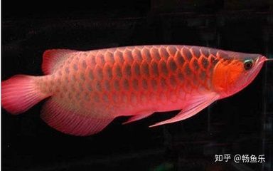 紅龍魚在風(fēng)水上的作用與功效 龍魚百科