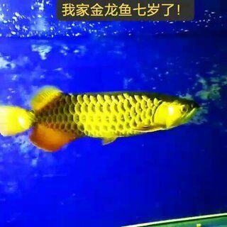 金龍魚怕人 龍魚百科