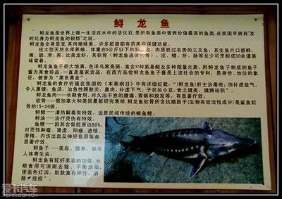 龍魚吃什么營養(yǎng)價值高 龍魚百科