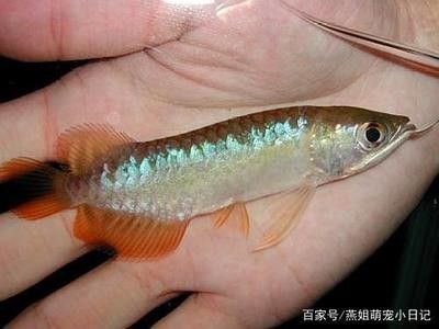 龍魚的喂食時(shí)間定在什么時(shí)候 龍魚百科