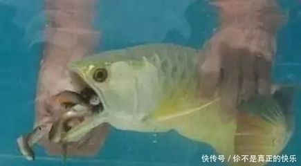 金龍魚怕什么魚